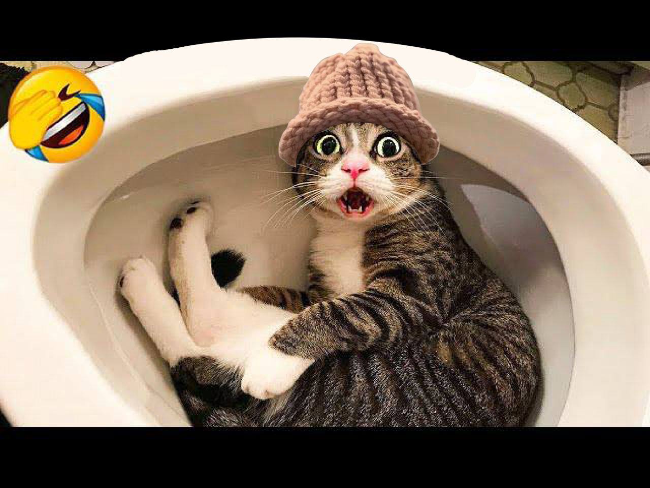 Wen will cat and wif coins go away? Meow?